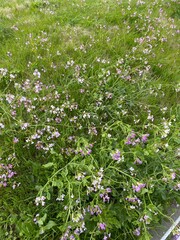 flowers in the garden