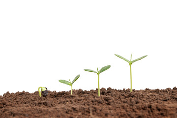 The trees are growing from the soil on a white background.