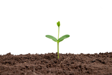 The trees are growing from the soil on a white background.