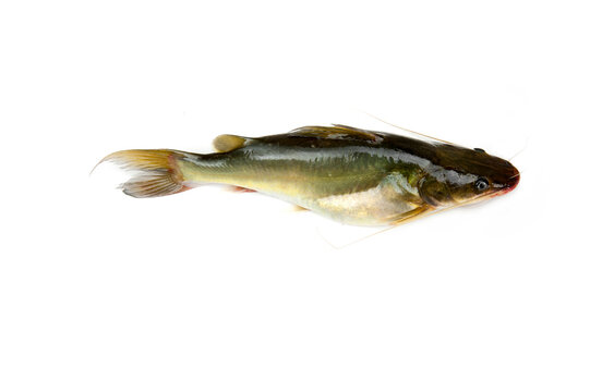 Naked catfishes, Bagrid catfishes isolated on white background.