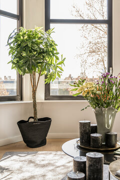 Green potted plant in modern apartment