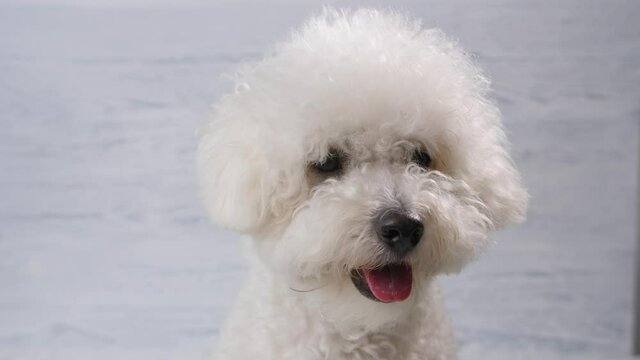 Portrait of a dog breed Bichon Frize. Close-up. Behind a wooden background of white, gray color.