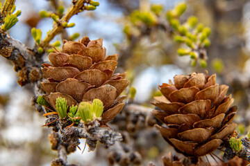  A branch of larch with cones and young shoots in May on Lake Baikal. Larch cones.