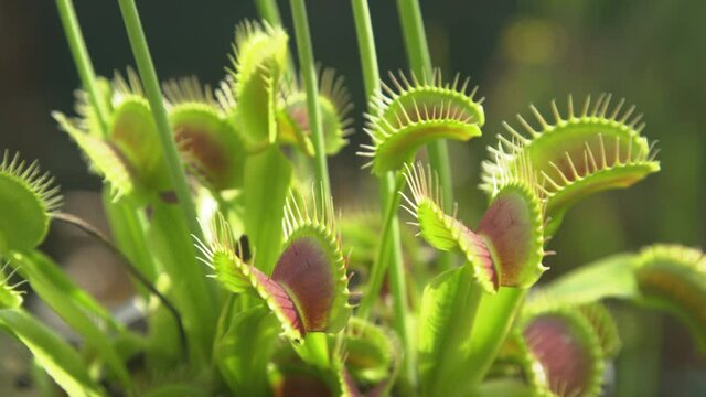 CLOSE UP, DOF: Tropical venus flytrap tries to catch its prey by extending its sensitive traps. Carnivorous Dionaea flower stretches opens up its traps to attract insects. Wildflower growing in pot.