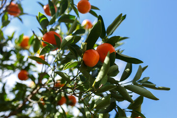 Fresh and ripe mandarins on a mandarin tree in spring, in Adelaide, South Australia