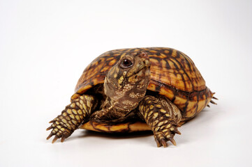 Common box turtle // Carolina-Dosenschildkröte (Terrapene carolina carolina)