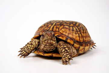 Naklejka premium Carolina-Dosenschildkröte // Common box turtle (Terrapene carolina carolina)