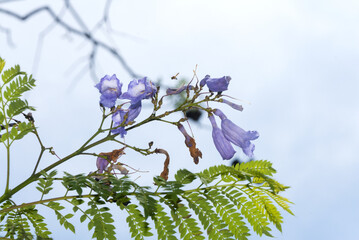 Flower  Jacaranda in Guatemala, Jacaranda mimosifolia
