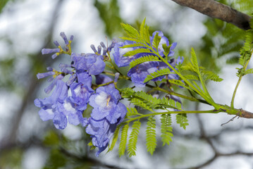 Flower  Jacaranda in Guatemala, Jacaranda mimosifolia