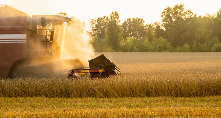 Fototapeta premium Combine harvester harvest ripe wheat on the field in lights of golden sunset. Selective focus.
