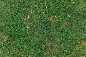 green grass background