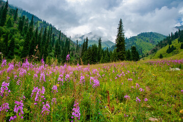 meadow with wildflowers in the mountains