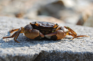 Little Crab, stone, sea, Russia, Vladivostok