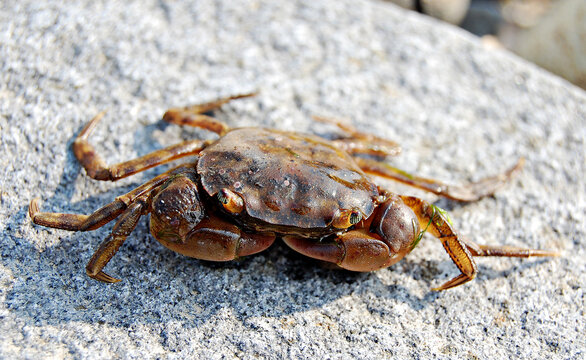 Little Crab, stone, sea, Russia, Vladivostok