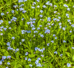 Obraz na płótnie Canvas blue flower meadow