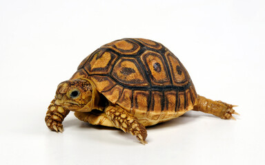 juvenile Leopard tortoise // junge Pantherschildkröte (Stigmochelys pardalis) © bennytrapp