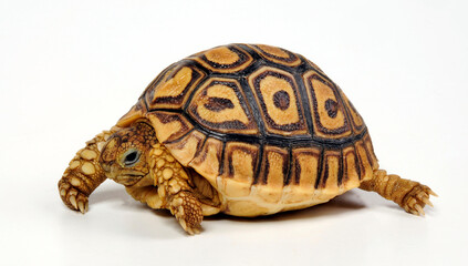 juvenile Leopard tortoise // junge Pantherschildkröte (Stigmochelys pardalis) - obrazy, fototapety, plakaty