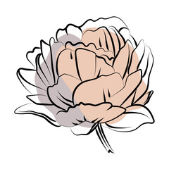 Elegant outline sketching of peony's flowers, vector illustration