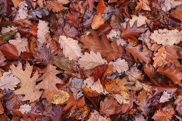 Fallen oak leaves