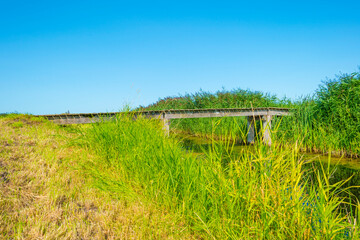 Fototapeta na wymiar Meadow with green grass along a canal in bright sunlight under a blue sky in summer, Noordoostpolder, Schokland, Flevoland, Netherlands, August 23, 2021 
