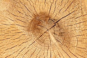 Cut tree trunk, wood texture