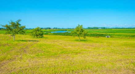 Meadow with green grass along a canal in bright sunlight under a blue sky in summer, Noordoostpolder, Schokland, Flevoland, Netherlands, August 23, 2021 
