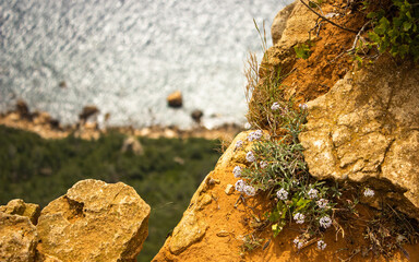 fleurs en bord de falaise