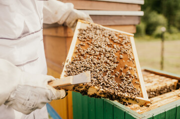 Macro photo of working bees on honeycombs. The beekeeper holds a honey cell with bees in his hands....