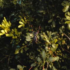 Spider building its web