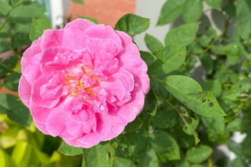 Pink rose in the green garden. For Valentines Day.
