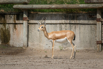 Gacela Dorcas
