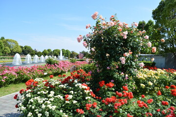 須磨離宮公園とバラ（神戸市）