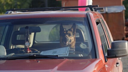 A funny shepherd dog is sitting behind the wheel in a car.