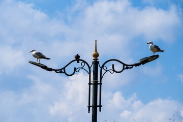 two seagulls on the street lamp