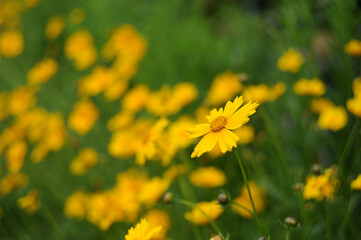 garden flowers on a sunny day