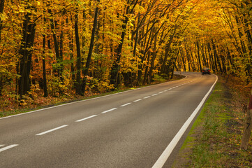 Asfaltowa droga w jesiennym lesie. Rosnące po obu stronach drogi drzewa przechylone są w jej stroną tworząc malowniczy tunel. Pomiędzy drzewami przebijają się promienie słoneczne. © boguslavus
