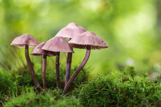 Forest mushrooms (Mycena haematopus), known as the bleeding fairy helmet, the burgundydrop bonnet, or the bleeding Mycena, is a species of fungus in the family Mycenaceae, growing in moss. 
