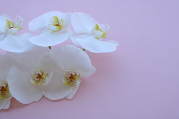 Fototapeta na wymiar white orchid flowers, on a pink color background, top view fresh bouquet