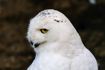 Obraz premium beautiful white owl with yellow eyes and beak
