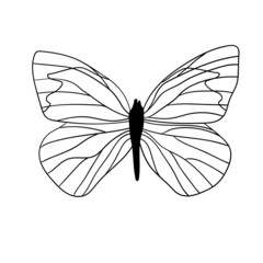 Butterfly black and white on white background. Butterfly line art