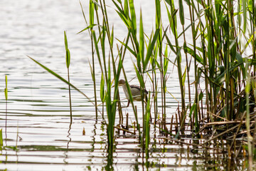 Fototapeta premium beautiful bird kulik - sparrow in reeds