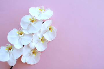 White orchid on pink backgound, branch of beautiful fresh flowers
