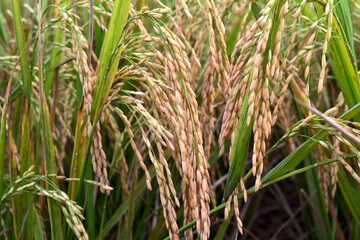 Rice Field Close up