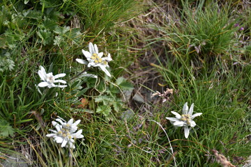Edelweiß, Blume, Hochgebirge, Leontopodium nivale, Korbblütler, Alpen-Edelweiß, Alpenedelweiß,...