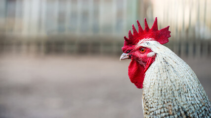 Portrait of a white rooster © bubutu