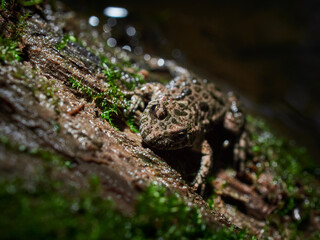 frog in the pond