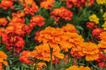 orange flowers in the garden