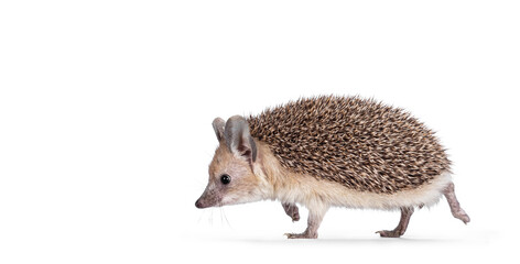 Adorable small Long eared hedgehog aka Hemiechinus auritus, running or walking side ways. Looking straight ahead away from camera with beady eyes. Isolated on a white background. © Nynke