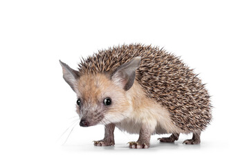 Adorable small Long eared hedgehog aka Hemiechinus auritus, standing side ways. Looking towards camera with beady eyes. Isolated on a white background. © Nynke
