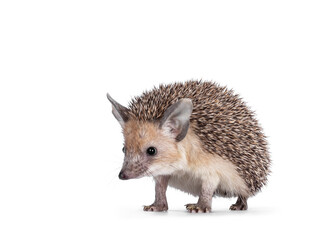 Adorable small Long eared hedgehog aka Hemiechinus auritus, sitting facing front. Looking away from...